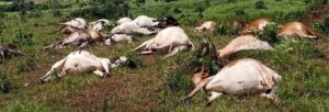 dead_cows_in_lofa723