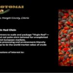 palm_oil55